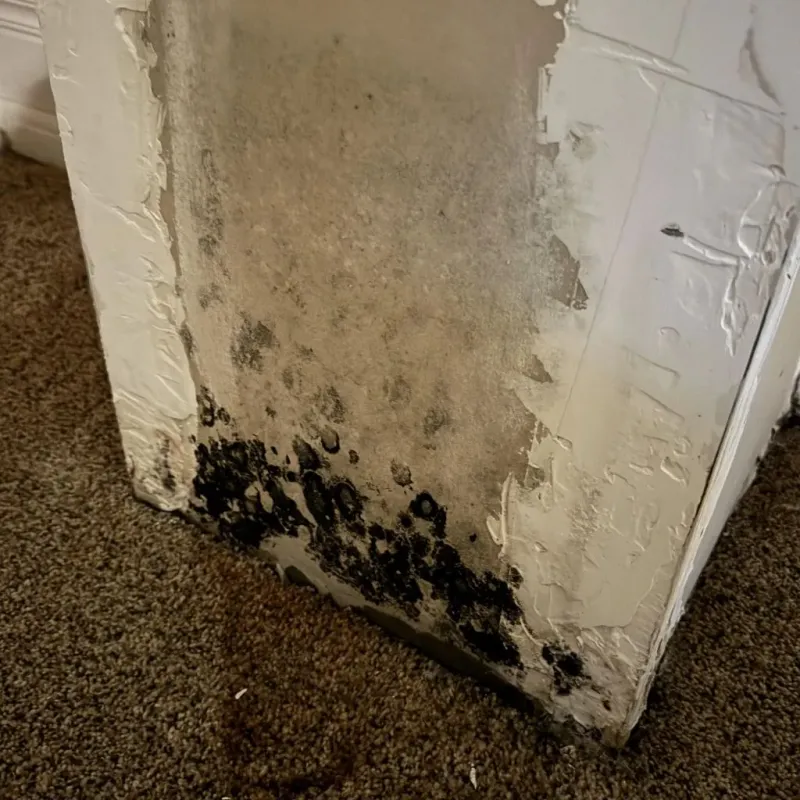 Professional Mold Removal in South Burlington, VT